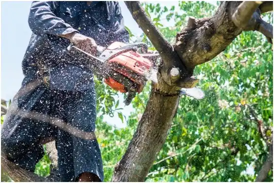 tree services Cove